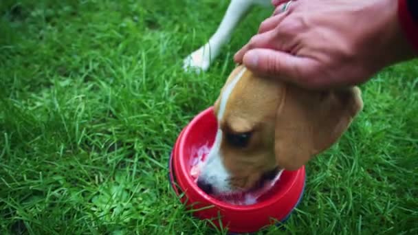 1-jarige hond — Stockvideo