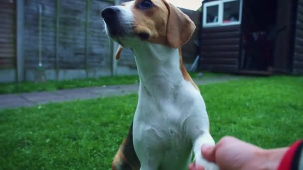 1 yaşındaki köpek — Stok video