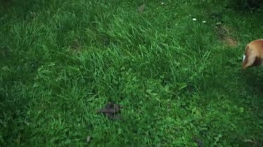 1 yaşındaki köpek