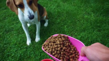 1 yaşındaki köpek