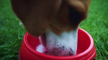 1 yaşındaki köpek