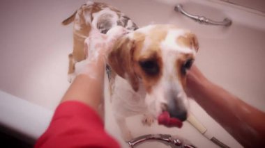 1 yaşındaki köpek
