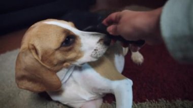 1 yaşındaki köpek