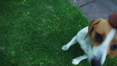 1 yaşındaki köpek