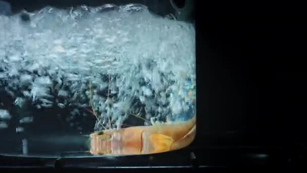 Mariscos en maceta de vidrio — Vídeo de stock