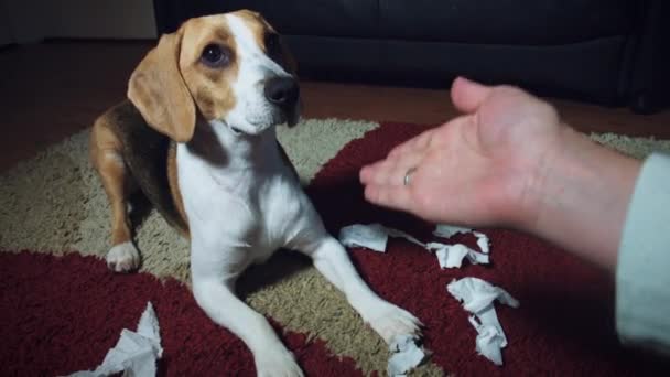 Câine de 1 an — Videoclip de stoc
