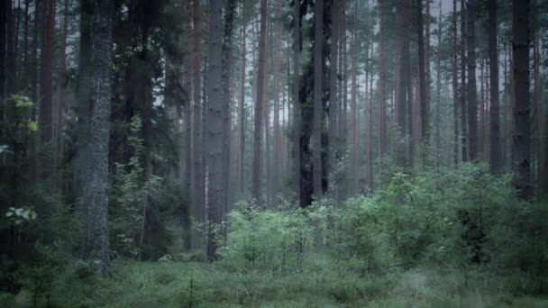 Geïnspireerd uit horrorfilms — Stockvideo