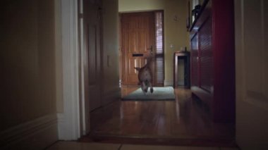 4 k Dolly evin ön kapı, köpek topun peşinde koşuyoruz