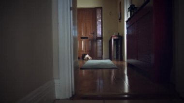4 k Dolly evin ön kapı, üzgün köpek sahibi için bekliyor