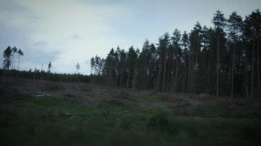 4k Cut ormanda sürüş vurdu