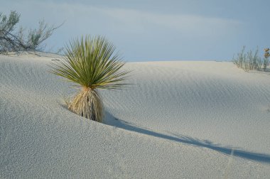 Joshua ağaçlar kum