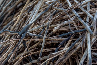 Hindistan cevizi hurma kökleri dokular