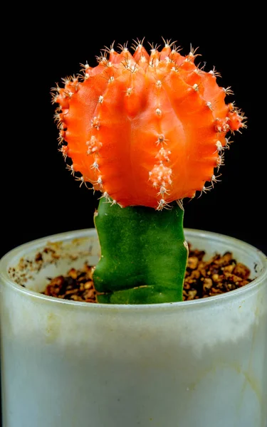 Gros plan d'un cactus lunaire orange sur fond noir — Photo