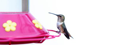 Humming Bird on a feeder with a white background clipart