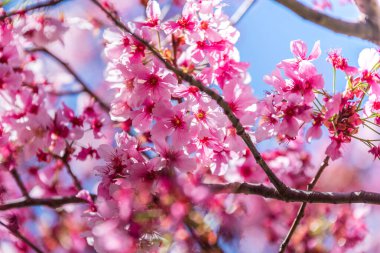 Pembe kiraz çiçekleri ilkbaharın başlarında çiçek açıyor..