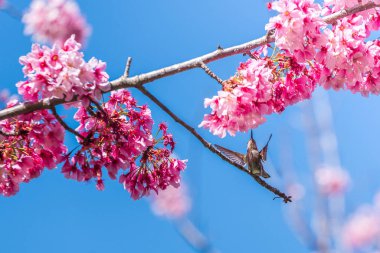 Uçan kuş kiraz ağacından çiçek nektarı yiyor..
