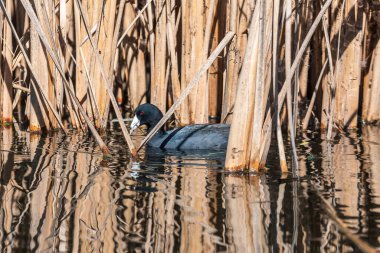 Kıyıdaki sulak arazide sazlıklar arasında yemek yiyen bir su kuşunun yüksek kontrastlı görüntüsü.