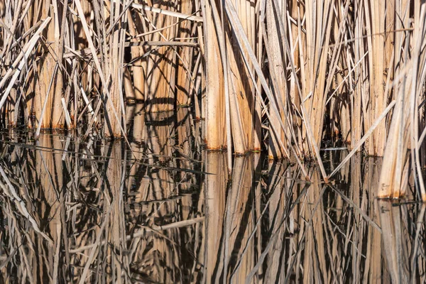 A high contrast image of reeds in a coastal wetland