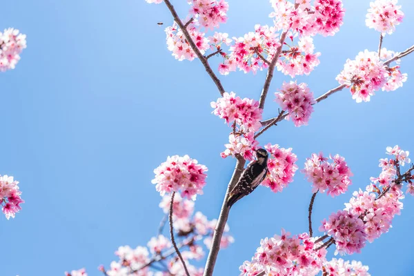 Egy Törpe Harkály Felvesz Egy Falatot Egy Cseresznyevirágfára Jogdíjmentes Stock Fotók