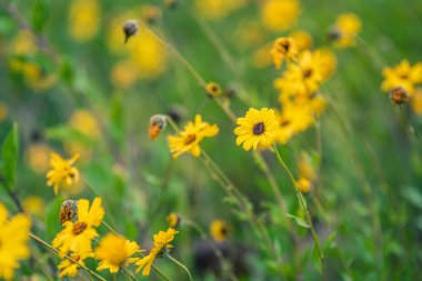 Alacakaranlıktaki Kıyı Ayçiçekleri
