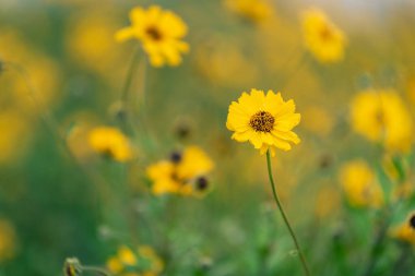 Alacakaranlıktaki Kıyı Ayçiçekleri