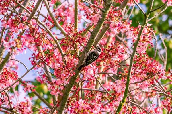 Pica Pau Pigmeu Escolhe Lanche Uma Árvore Flor Cereja — Fotografia de Stock