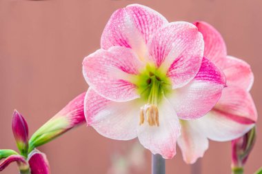 Pembe Amaryllis Çiçeğinin Bahar Çiçekleri Açık Pembe Arkaplanda İzole Edildi