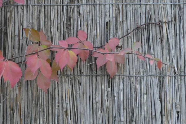 Осень Красивые Листья Цветы Деревья — стоковое фото