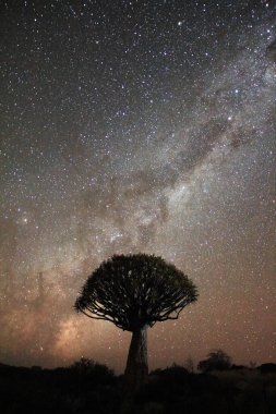 Quiver tree under the Milky Way clipart