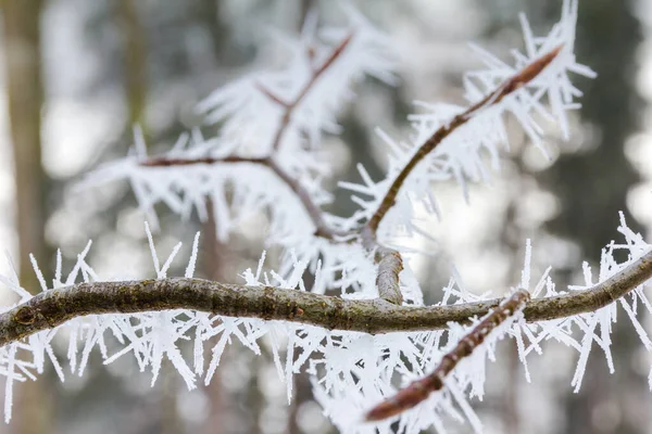 Grandes agulhas de gelo em um pequeno galho no dia gelado — Fotografia de Stock