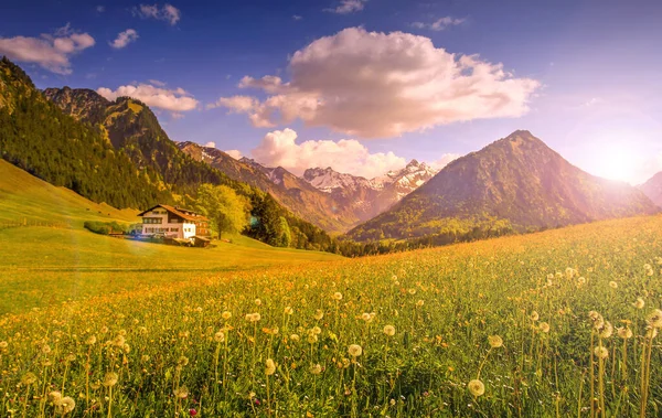 꽃 밭에 는 눈덮인 산 과해 가 지거나 일출 때 전통적 인 집 이 있으며, 렌즈 플레어가 배경을 이루고 있다. Bavaria, Algau, oberstdorf, Germany. — 스톡 사진