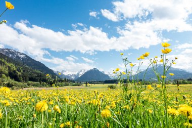 Yellow flower meadow with snow covered mountains and traditional wooden barns. Bavaria, Alps, Allgau, Germany. clipart