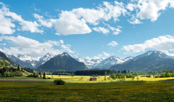 Yellow flower meadow with snow covered mountains and traditional wooden barns. Bavaria, Alps, Allgau, Germany. — Stock Photo, Image