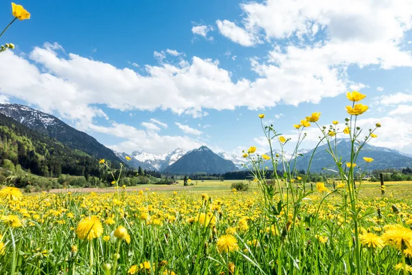 산에 눈덮인 노란색 꽃 초원 과 전통적 인 목조 헛간 이 있다. 바이에른, 알프스, 알 가우, 독일. — 스톡 사진