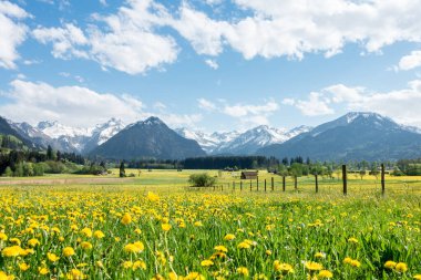 Yellow flower meadow with snow covered mountains and traditional wooden barns. Bavaria, Alps, Allgau, Germany. clipart
