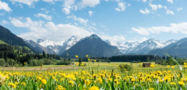 Prado de flores amarillas con montañas cubiertas de nieve y graneros de madera tradicionales. Baviera, Alpes, Allgau, Alemania . — Foto de Stock