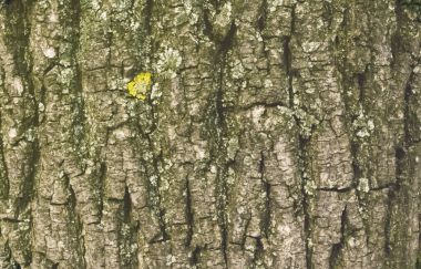 Ahşap kabuk doku malzeme