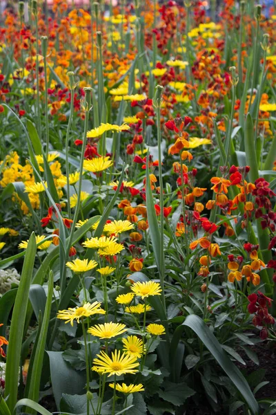 カラフルな春の花 ロイヤリティフリーのストック画像