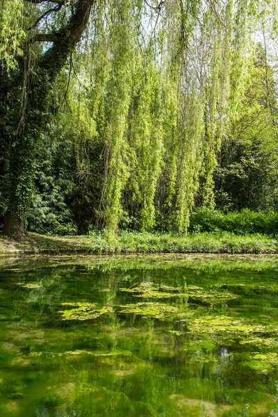 池の春の風景 — ストック写真