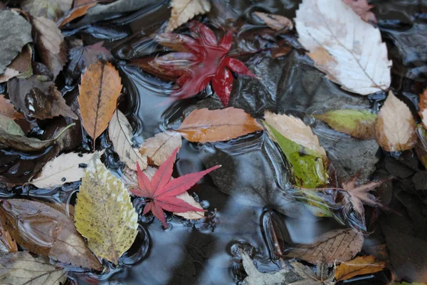 池に落ち葉 ストック画像
