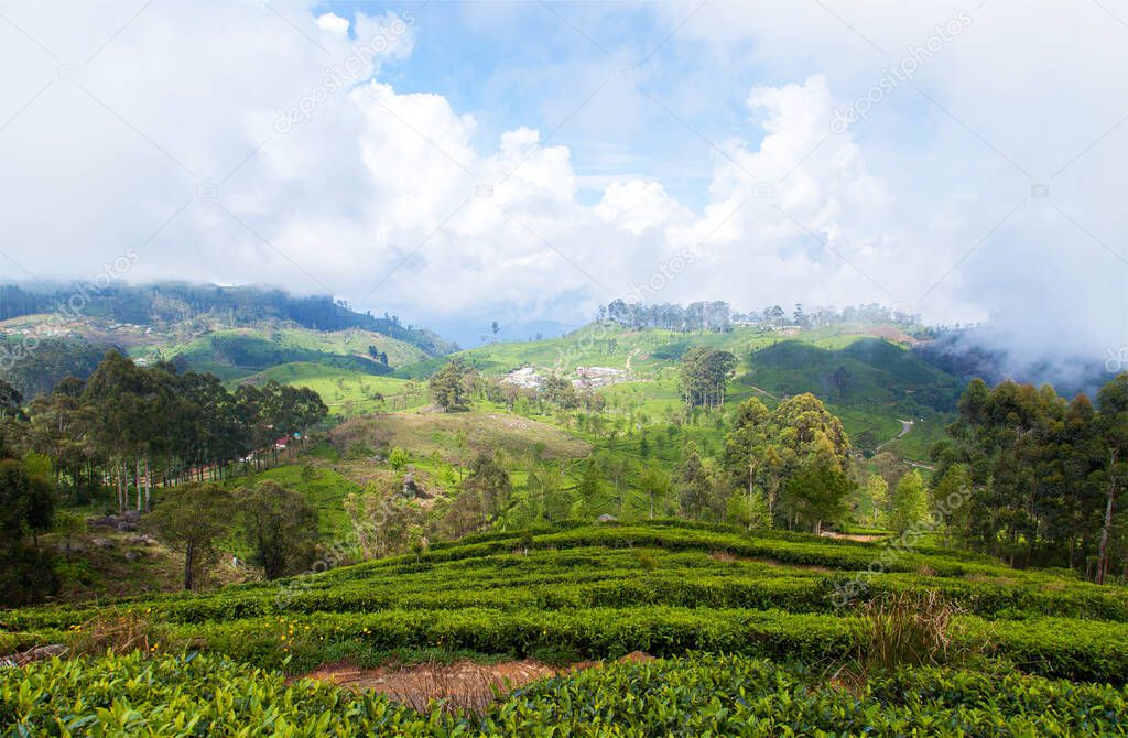 Landscape tropical mountains tea plantations