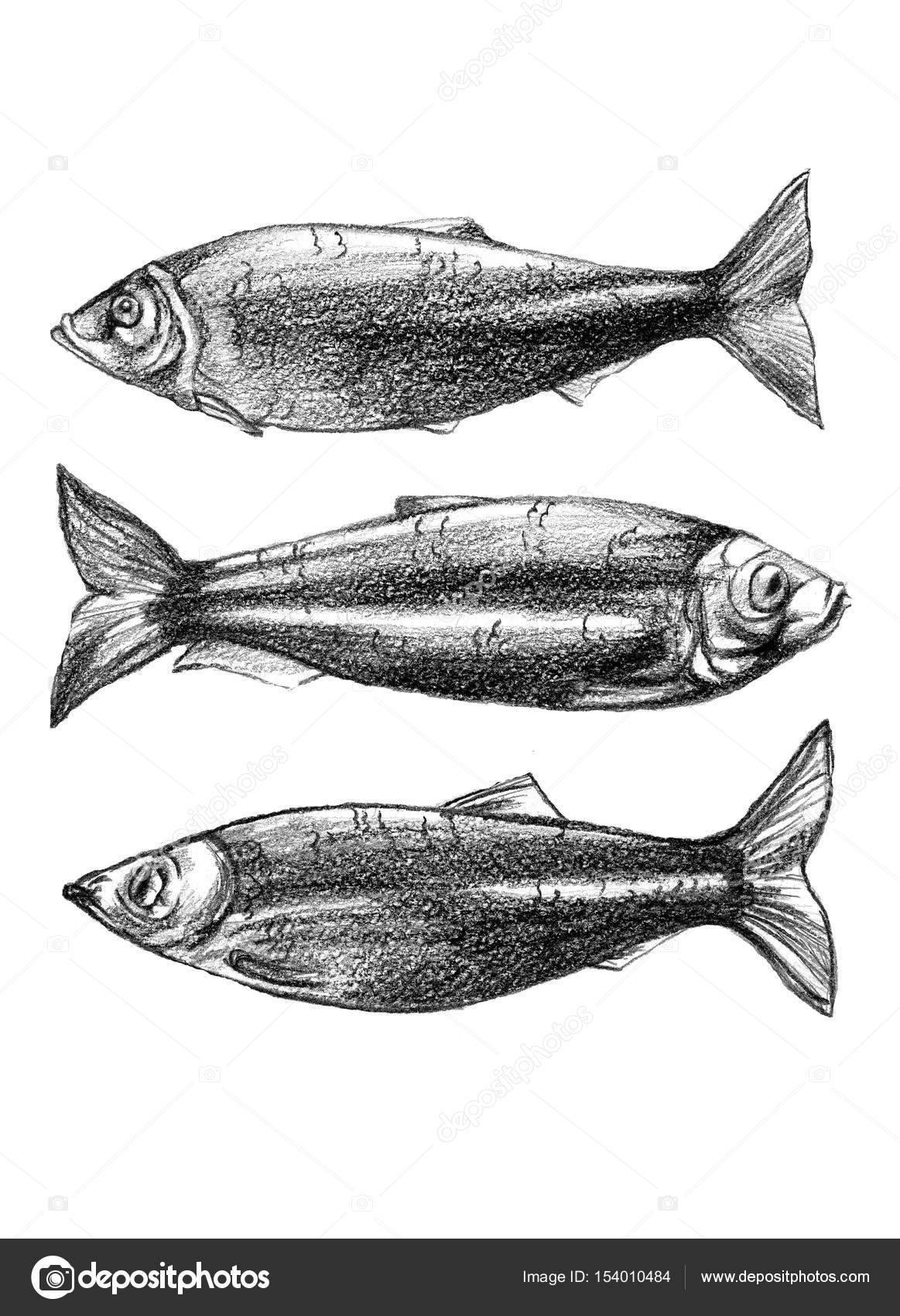 How To Draw A Fish Simple Drawing Easy Tutorial Youtube How To Draw A Fish Simple Drawing Easy Tutorial Youtube