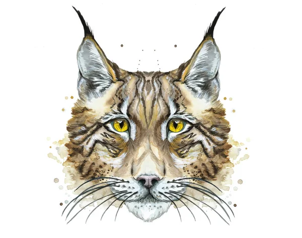 Ζωγραφισμένο σχέδιο ακουαρέλα ζώο σαρκοφάγο lynx — Φωτογραφία Αρχείου