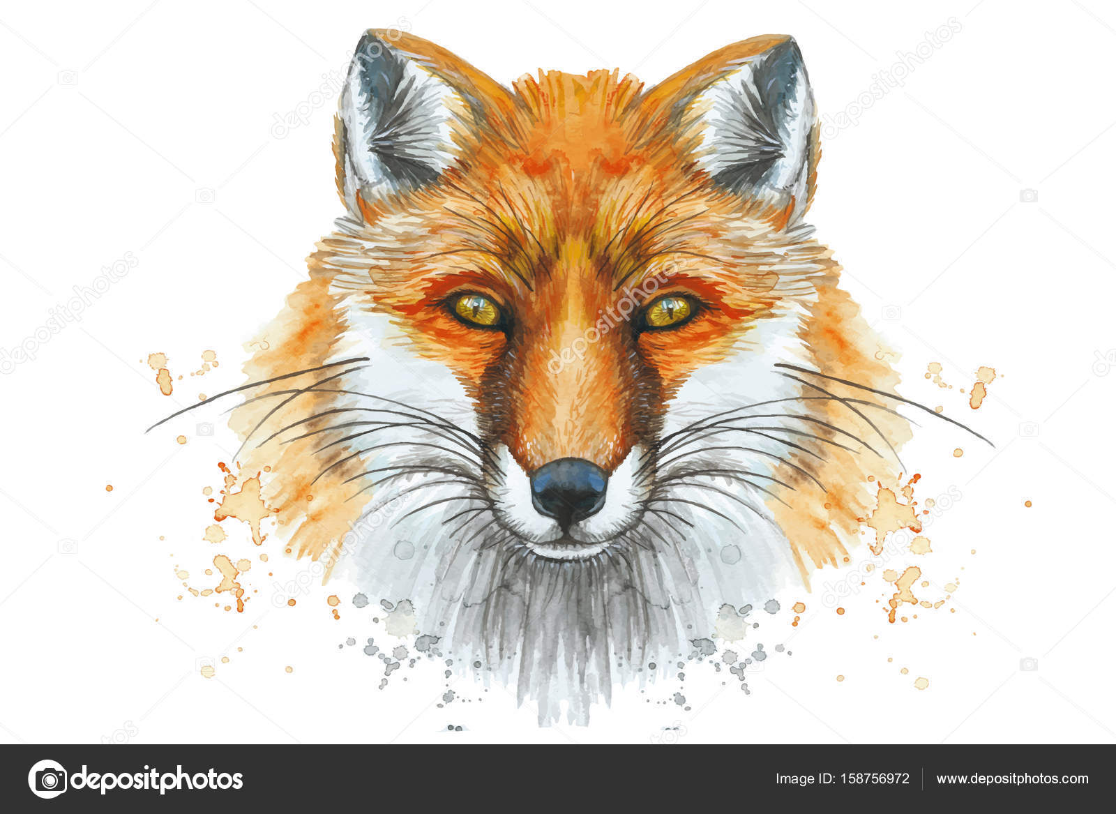 Painted drawing watercolor animal mammal fox, red fox Stock Vector Image by ©Zaammari #158756972 Painted drawing watercolor animal mammal fox, red fox Stock Vector Image by ©Zaammari #158756972