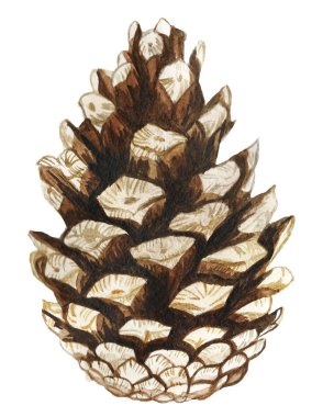  bir çam kozalağı detaylı çizim, dekorasyon için bir yeni yıl tatili ve Noel beyaz zemin üzerine suluboya çizimi