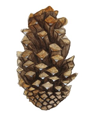 Detaylı çizim, Noel beyaz zemin üzerinde bir yeni yıl tatili için süsleme, Noel ağacının çizim suluboya