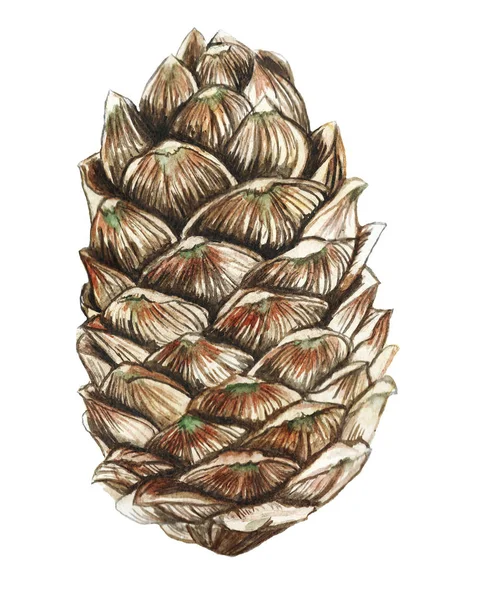 bir sedir koni detaylı çizim, süs bir yılbaşı tatil Noel için beyaz bir arka plan üzerinde çizim ve suluboya