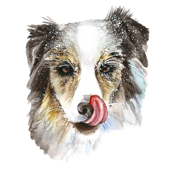 Akvarel, kresba kolie plemeno psa na sněhu, sněhové vločky, lízání, růžový jazyk, portrét psa, studené zimní, nový rok a Vánoce na fialové akvarel rozostření barvy pro dekoraci, tisk na bílém pozadí — Stock fotografie