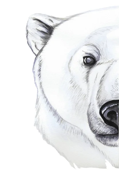Drawing with watercolor of predator mammal polar bear, artic, portrait of polar bear, in realism style, white wool, pattern, printshop, winter, new year, christmas, on white background — Stock Photo, Image