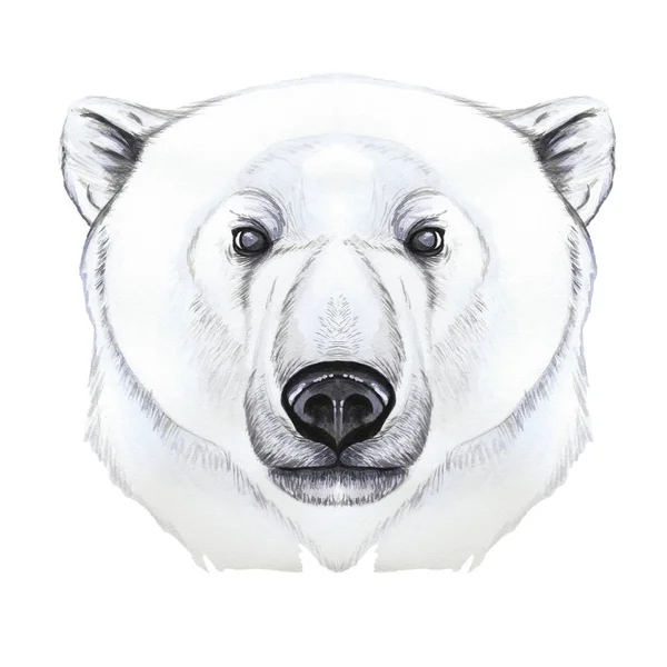 Drawing with watercolor of predator mammal polar bear, artic, portrait of polar bear, in realism style, white wool, pattern, printshop, winter, new year, christmas, on white background — Stock Photo, Image